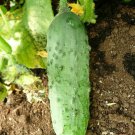Calypso Cucumber Seeds 50 Vegetable Garden Non GMO Pickling Fast Growing Calypso Cucumber Seeds 50 Vegetable Garden Non GMO Pickling Fast Growing