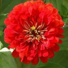Cherry Queen Zinnia Seeds 150 Red Flower Elegans Fast Growing Cherry Queen Zinnia Seeds 150 Red Flower Elegans Fast Growing
