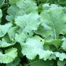 Kale Seeds 500 Premier Early Hanover Vegetable Non GMO  Fast Growing