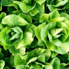Parris Island Cos Romaine Lettuce Seeds 600 Vegetable Non GMO Fast Growing Parris Island Cos Romaine Lettuce Seeds 600 Vegetable Non GMO Fast Growing