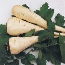 Parsnip Harris Early Model Seeds 200 Vegetable Non GMO Fast Growing Parsnip Harris Early Model Seeds 200 Vegetable Non GMO Fast Growing