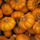 Jack Be Little Pumpkin Seeds 15 Miniature Mini Tiny Non GMO Fast Growing Jack Be Little Pumpkin Seeds 15 Miniature Mini Tiny Non GMO Fast Growing