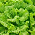 Black Seedsed Simpson Lettuce Seeds 600 Leaf Vegetable Non GMO Fast Growing