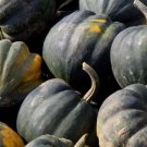 Squash Acorn Table Queen Seeds 30 Ct Winter Vegetable Non GMO Fast Growing Squash Acorn Table Queen Seeds 30 Ct Winter Vegetable Non GMO Fast Growing