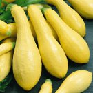 Straightneck Squash Seeds 25 Ct Early Prolific Summer Squash Yellow Vegetable Fast Growing Straightneck Squash Seeds 25 Ct Early Prolific Summer Squash Yellow Vegetable Fast Growing