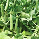 Mammoth Melting Pea Seeds 25 Ct Organic Sugar Snow Pod Vegetable Heirloom Fast Growing Mammoth Melting Pea Seeds 25 Ct Organic Sugar Snow Pod Vegetable Heirloom Fast Growing