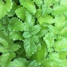 Lemon Balm Seeds 500 Herb Perrenial Mosquito Insect Repellent Fast Growing Lemon Balm Seeds 500 Herb Perrenial Mosquito Insect Repellent Fast Growing