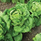 Little Gem Lettuce Seeds 600 Mini Romaine Non GMO Fast Growing Little Gem Lettuce Seeds 600 Mini Romaine Non GMO Fast Growing