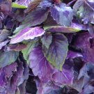 Dark Opal Purple Basil Seeds 200 Herb Culinary Cooking Non GMO Fast Growing