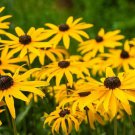 Black Eyed Susan Rudbeckia Seeds 2000 Yellow Flower Fast Growing Black Eyed Susan Rudbeckia Seeds 2000 Yellow Flower Fast Growing