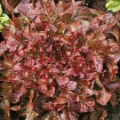 Red Salad Bowl Lettuce Seeds 600 Vegetable Garden Cold Tolerant Fast Growing Red Salad Bowl Lettuce Seeds 600 Vegetable Garden Cold Tolerant Fast Growing