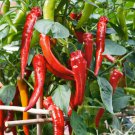 Cowhorn Hot Pepper Seeds 25 Capsicum Anuum Red Cayenne Vegetable Heirloom Fast Growing Cowhorn Hot Pepper Seeds 25 Capsicum Anuum Red Cayenne Vegetable Heirloom Fast Growing