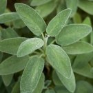 Italian Sage Seeds 50 Ct Salvia Officinalis Herb Non GMO Aroma Perennial Fast Growing Italian Sage Seeds 50 Ct Salvia Officinalis Herb Non GMO Aroma Perennial Fast Growing