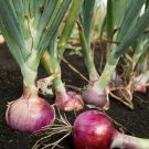 Scarlet Bandit Onion Seeds 250 Bunching Onion Vegetable Non GMO Fast Growing