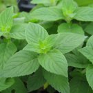 Lemon Mint Seeds 500 Monarda Citriodora Herb Heirloom Annual Fast Growing Lemon Mint Seeds 500 Monarda Citriodora Herb Heirloom Annual Fast Growing