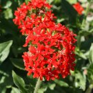 Maltese Cross Seeds 300 Lychnis Chalcedonica Flower Perennial Fast Growing Maltese Cross Seeds 300 Lychnis Chalcedonica Flower Perennial Fast Growing