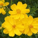 Cosmos Dwarf Lemon Sulphur Seeds 100 Ct Yellow Flower Garden Annual Fast Growing Cosmos Dwarf Lemon Sulphur Seeds 100 Ct Yellow Flower Garden Annual Fast Growing