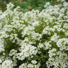 Sweet Alyssum Flower Seeds 2000 Carpet Of Snow White Aroma Annual Fast Growing Sweet Alyssum Flower Seeds 2000 Carpet Of Snow White Aroma Annual Fast Growing