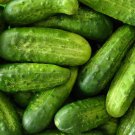 National Pickling Cucumber Seeds 50 Vegetable Non GMO Fast Growing National Pickling Cucumber Seeds 50 Vegetable Non GMO Fast Growing