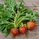 Beet Seeds Golden Detroit 50 Ct Heirloom Garden Non GMO Fast Growing Beet Seeds Golden Detroit 50 Ct Heirloom Garden Non GMO Fast Growing