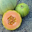 Minnesota Midget Cantaloupe Seeds 25 Mini Melon Fruit Non GMO Fast Growing Minnesota Midget Cantaloupe Seeds 25 Mini Melon Fruit Non GMO Fast Growing