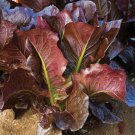 Red Romaine Lettuce Seeds 600 Lactuca Sativa Vegetable Heirloom Fast Growing Red Romaine Lettuce Seeds 600 Lactuca Sativa Vegetable Heirloom Fast Growing