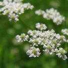 Anise Herb Seeds 300 Common Licorice Herb Non GMO Heirloom Fast Growing Anise Herb Seeds 300 Common Licorice Herb Non GMO Heirloom Fast Growing