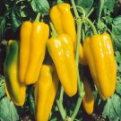 Golden Marconi Sweet Pepper Seeds 50 Vegetable Garden Non GMO Fast Growing Golden Marconi Sweet Pepper Seeds 50 Vegetable Garden Non GMO Fast Growing