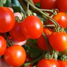 Stupice Tomato Seeds 50 Ct Vegetable Czech Heirloom Non GMO Fast Growing Stupice Tomato Seeds 50 Ct Vegetable Czech Heirloom Non GMO Fast Growing