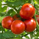 Marion Tomato Seeds 50 Ct Vegetable Heirloom Non GMO Indeterminate Fast Growing Marion Tomato Seeds 50 Ct Vegetable Heirloom Non GMO Indeterminate Fast Growing
