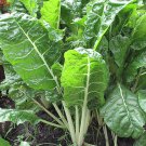 Fordhook Giant Swiss Chard Seeds 50 Ct Vegetable Garden Non GMO Fast Growing Fordhook Giant Swiss Chard Seeds 50 Ct Vegetable Garden Non GMO Fast Growing