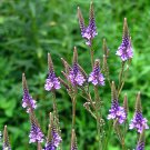Blue Vervain Seeds 200 Verbena Hastata Perennial Garden Medicinal Fast Growing Blue Vervain Seeds 200 Verbena Hastata Perennial Garden Medicinal Fast Growing