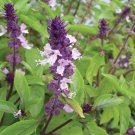 Cinnamon Basil Seeds 200 Leaf Herb Ocimum Basilicum Medicinal Fast Growing Cinnamon Basil Seeds 200 Leaf Herb Ocimum Basilicum Medicinal Fast Growing