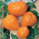 Orange Oxheart Tomato Seeds 50 Ct Vegetable Heirloom Non GMO Indeterminate Fast Growing Orange Oxheart Tomato Seeds 50 Ct Vegetable Heirloom Non GMO Indeterminate Fast Growing