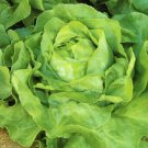White Boston Lettuce Seeds 600 Lactuca Sativa Butterhead Non GMO Fast Growing