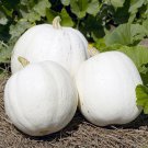 Casper Pumpkin Seeds 10 Ct White Cucurbito Pepo Vegetable Garden Fast Growing Casper Pumpkin Seeds 10 Ct White Cucurbito Pepo Vegetable Garden Fast Growing