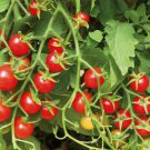 Sweetie Tomato Seeds 100 Ct Cherry Tomato Vegetable Heirloom Indeterminate Fast Growing