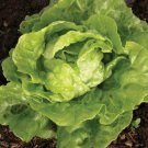 Tom Thumb Lettuce Seeds 600 Vegetable Lactuca Sativa Non GMO Fast Growing Tom Thumb Lettuce Seeds 600 Vegetable Lactuca Sativa Non GMO Fast Growing
