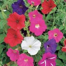 Dwarf Petunia Mix Seeds 2000 Petunia Nana Compacta Flower Annual Fast Growing