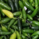 Jalapeno Tam Pepper Seeds 50 Hot Vegetable Non GMO Heirloom Fast Growing Jalapeno Tam Pepper Seeds 50 Hot Vegetable Non GMO Heirloom Fast Growing