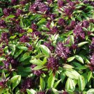 Siam Queen Basil Seeds 200 Herb Ocimum Thyrsiflora Thai Asian Fast Growing Siam Queen Basil Seeds 200 Herb Ocimum Thyrsiflora Thai Asian Fast Growing
