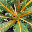 Orange Fantasia Swiss Chard Seeds 100 Ct Vegetable Heirloom Non GMO Fast Growing Orange Fantasia Swiss Chard Seeds 100 Ct Vegetable Heirloom Non GMO Fast Growing
