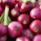 Ruby Red Onion Seeds 200 Allium Cepa Vegetable Garden Non GMO Fast Growing Ruby Red Onion Seeds 200 Allium Cepa Vegetable Garden Non GMO Fast Growing