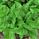 Perpetual Spinach Swiss Chard 50 Beta Vulgaris Cicla Non GMO Fast Growing