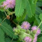 Mimosa Sensitive Plant 50 Ct Mimosa Pudica Touch Me Not Flower Fast Growing Mimosa Sensitive Plant 50 Ct Mimosa Pudica Touch Me Not Flower Fast Growing