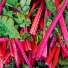 Rhubarb Red Swiss Chard Seeds 50 Ct Vegetable Garden Heirloom Non GMO Fast Growing Rhubarb Red Swiss Chard Seeds 50 Ct Vegetable Garden Heirloom Non GMO Fast Growing