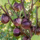 Deep Purple Tomatillo Seeds 50 Ct Really Purple Physalis Ixocarpa Non GMO Fast Growing Deep Purple Tomatillo Seeds 50 Ct Really Purple Physalis Ixocarpa Non GMO Fast Growing