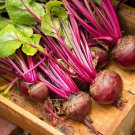 Lutz Green Leaf Red Stem Beet 50 Ct Winterkeeper Heirloom Non GMO Fast Growing Lutz Green Leaf Red Stem Beet 50 Ct Winterkeeper Heirloom Non GMO Fast Growing