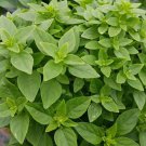 Dwarf Greek Basil Seeds 300 Herb Culinary Cooking Non GMO Fast Growing