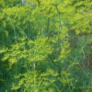 Dill Mammoth Long Island Seeds 500 Anethum Graveolens Herb Spice Fast Growing Dill Mammoth Long Island Seeds 500 Anethum Graveolens Herb Spice Fast Growing